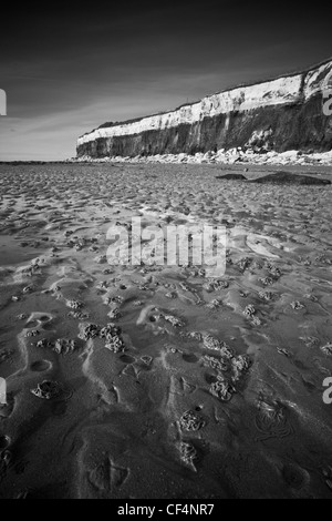 Ver jette sur la plage de Hunstanton, stratifié par ses falaises fossilifères. Banque D'Images