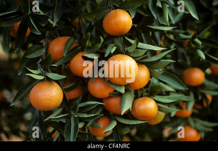 Clementine (Citrus reticulata) fruits sur les arbres près de Valence, Espagne Banque D'Images