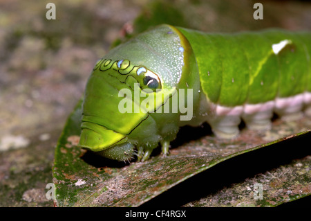 Citrus swallowtail butterfly caterpillar (Papilio caravaggio collier style necklace) sur un citronnier. L'œil-spots lui donner un serpent-comme le regard, au Ghana. Banque D'Images