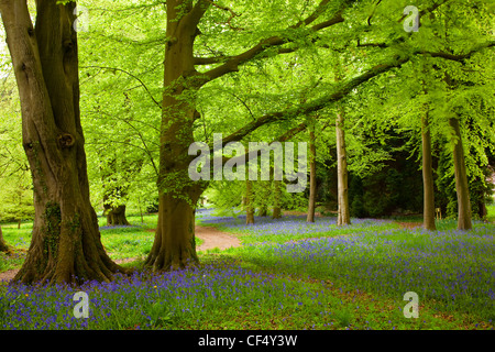 Un tapis de jacinthes à Perrow Thorp Arboretum près de Bedale. Banque D'Images