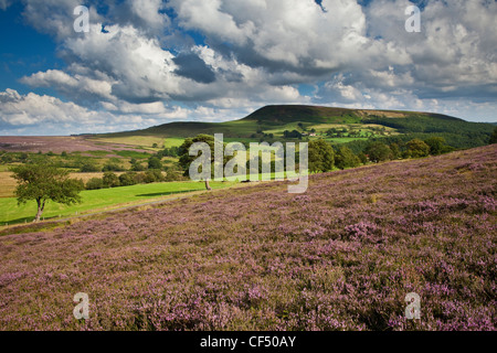 Vue sur heather vers Easterside Hill dans le North York Moors National Park. Banque D'Images