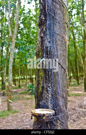 Sap de la collecte d'arbre à caoutchouc, Vietnam Banque D'Images