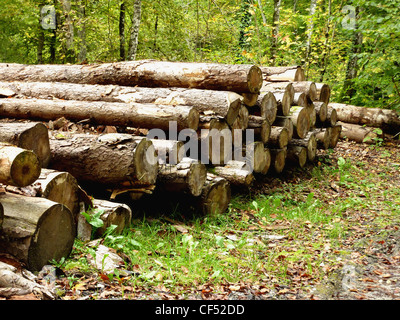 De nombreuses lignes de coupe portant sur le terrain en forêt Banque D'Images