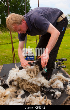 Démonstration de la tonte des moutons dans le North York Moors. Banque D'Images