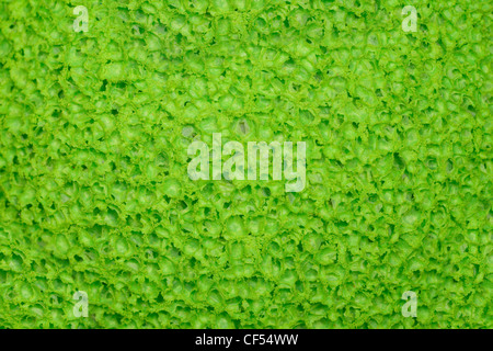 Soft green texture poreuse, surface. Banque D'Images