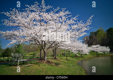 Japonais Yoshino cerisiers en fleurs le long d'un bord du lac. Banque D'Images