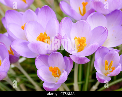 Close up d'un groupe d'Crcuses violet Banque D'Images