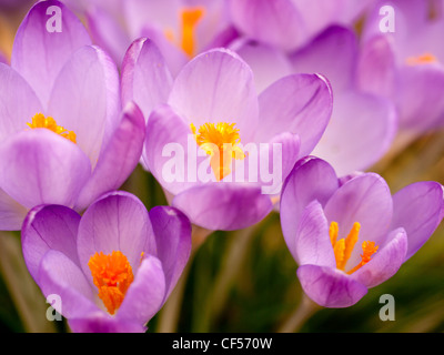 Close up d'un groupe d'Crcuses violet Banque D'Images