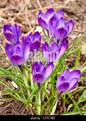 Close up d'un groupe d'Crcuses violet Banque D'Images