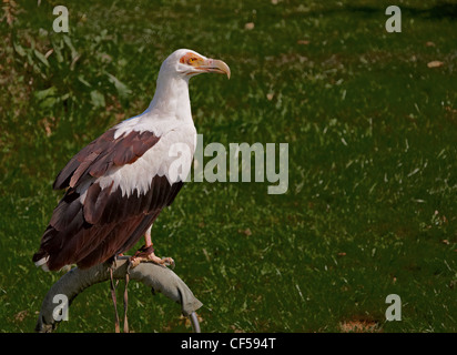 Palmiste africain, 'Gyps Hierax angolensis', assis sur un anneau. Parc de Cabarceno, Cantabria, Spain, Europe Banque D'Images