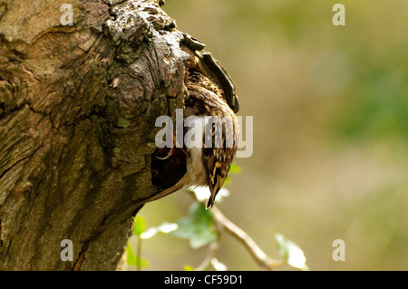 Bruant un sur un arbre à la recherche de nourriture Banque D'Images