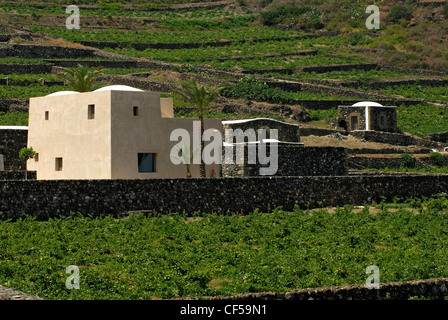 Le Donnafugata vignes et caves à Khamma, district de l'île de Pantelleria, Trapani, Sicile, Italie Banque D'Images