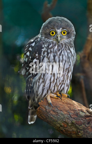 Barking Owl. Ninox connivens Banque D'Images