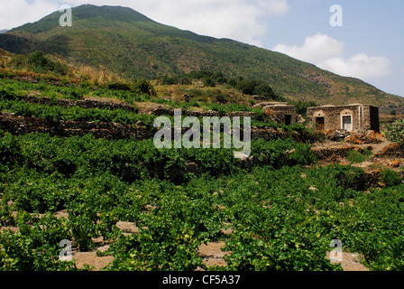 Les vignes, l'île de Pantelleria, Trapani, Sicile, Italie Banque D'Images