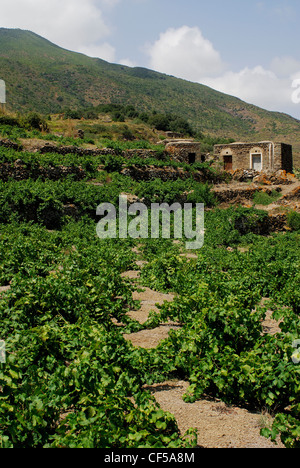 Les vignes, l'île de Pantelleria, Trapani, Sicile, Italie Banque D'Images