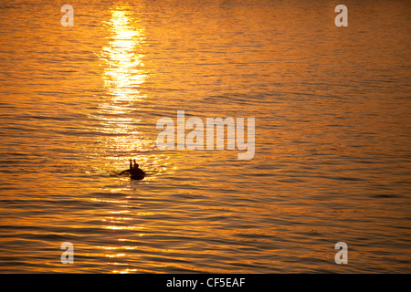 Seul un surfeur au coucher du soleil sur l'océan calme Banque D'Images