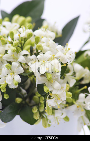 Close-up de fleurs de jasmin (Murraya paniculata) sur fond blanc Banque D'Images