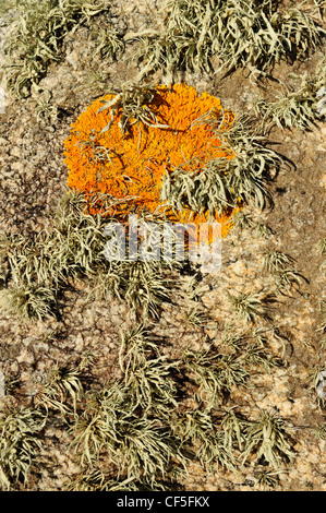 Les lichens marins sur un rocher. L'Ivoire (mer) et Maritime Ramalina cuspidata solarisation (Xanthoria parietina) Banque D'Images