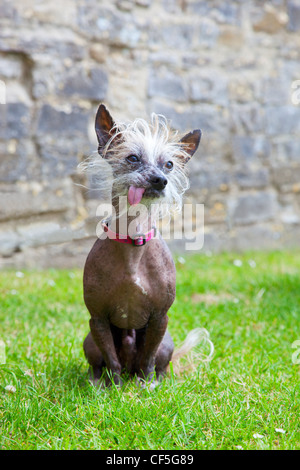 Portrait d'un terrier, un croisement entre un Jack Russell Terrier sans poils et un Chinois. Banque D'Images