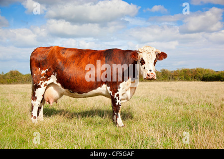 Une vache normande sur Somerset Levels. Banque D'Images