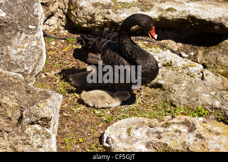Black Swan avec cygnets sur son nid à Orlando la Floride Etats-Unis lac Eola Banque D'Images