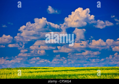 Domaine de canola dans la Vallée Qu'Appelle, Saskatchewan, Canada. Banque D'Images