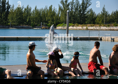 UNEXSO Dolphin Close Encounter, Bahamas Banque D'Images