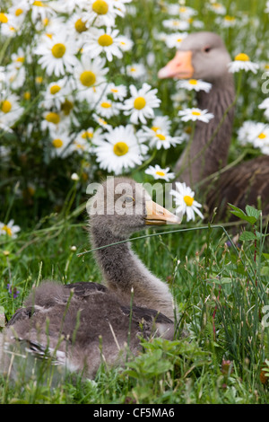 Oie cendrée avec gosling se cachant parmi les ox-eye daisies à Slimbridge WWT Banque D'Images