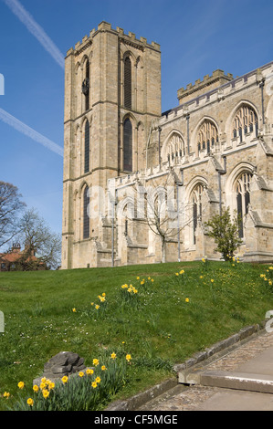 Les jonquilles en fleurs à l'extérieur de la cathédrale de Ripon vu du transept sud. Banque D'Images