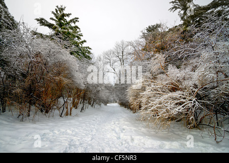 Paysage d'hiver : Un pied battu Forest Trail traverse frost laden arbres de Hog's Back à Ottawa (Ontario) Canada. Banque D'Images