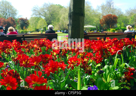 Un gros plan de fleurs à St Stephen's Green à Dublin. Banque D'Images