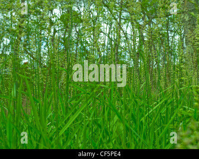 Close up of lush green meadow graminées. Banque D'Images