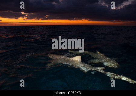 Requins citrons derrière le voile au lever du soleil Banque D'Images