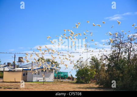 Un troupeau de peu de Corella (Cacatua sanguinea) à l'outback Queensland ville de Muttaborough. Banque D'Images