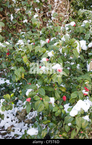 Jardin d'hiver jardin britannique dans Allendale, Kent, UK, donnant sur Romney Marsh une neige légère sur Camellia williamsii Banque D'Images