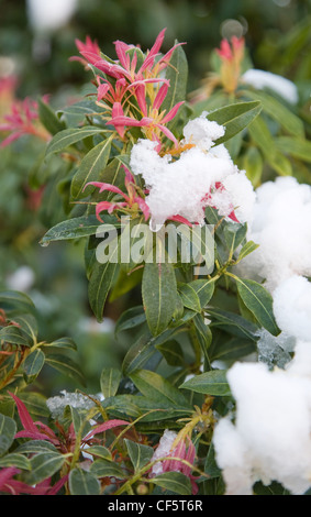 Jardin d'hiver jardin britannique dans Allendale, Kent, UK, donnant sur Romney Marsh une lumière sur la neige Pieris formosa forrestii Banque D'Images