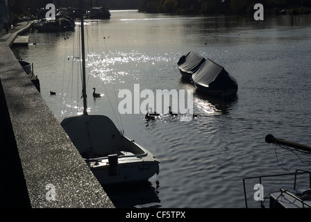 Vue paisible de canards natation cours des bateaux amarrés sur la Tamise à Kingston upon Thames. Banque D'Images