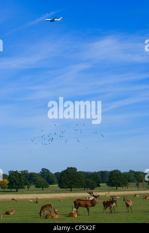 Un avion survolant un troupeau de red deer à Richmond Park au cours de l'automne saison du rut. Richmond Park est le plus grand par Royal Banque D'Images