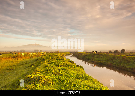 Le pâturage du bétail dans les champs et d'autre de la rivière Brue avec Tor de Glastonbury au loin. Banque D'Images