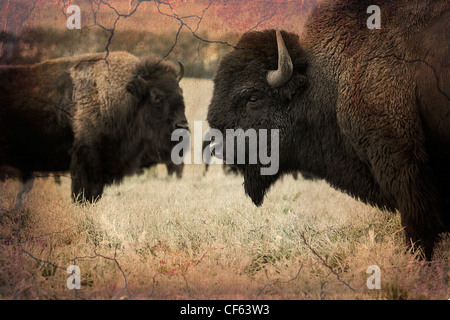 Le bison des plaines, de l'Alberta, Canada. Banque D'Images