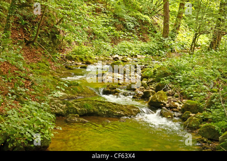 Ruisseau de forêt sur les roches moussues Banque D'Images