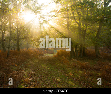 Rayons de soleil à travers des arbres révélant couleurs automnales dans Marc de bois de frêne. Banque D'Images