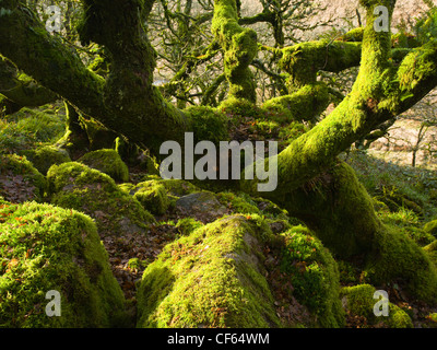 Un retard de l'ancienne forêt de chênes sessiles couvertes de mousse en Wistman's Wood. Banque D'Images