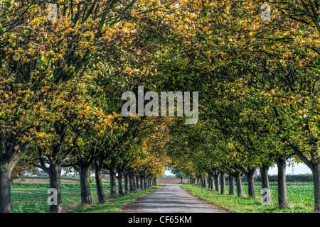 Les feuilles d'automne sur les arbres bordant une route à voie unique. Banque D'Images