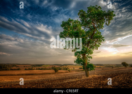 Un seul arbre sur une colline dans les régions rurales de Bretagne. Banque D'Images