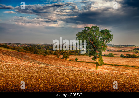 Un arbre isolé dans un paysage agricole. Banque D'Images