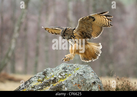 Un hibou Grand-duc (Bubo Bubo) sur le point d'atterrir sur un rocher. Banque D'Images