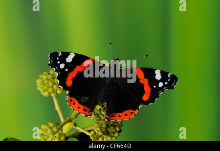 Un papillon Vulcain (Vanessa atalanta). Banque D'Images