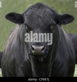 Aberdeen Angus Bull face caméra contre floue fond vert Banque D'Images