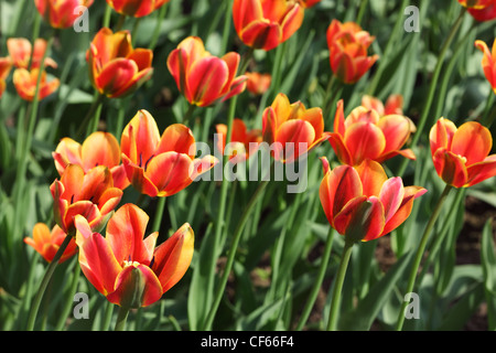 Gros plan du parterre avec des belles tulipes orange, Threecolored trier Beauté Banque D'Images